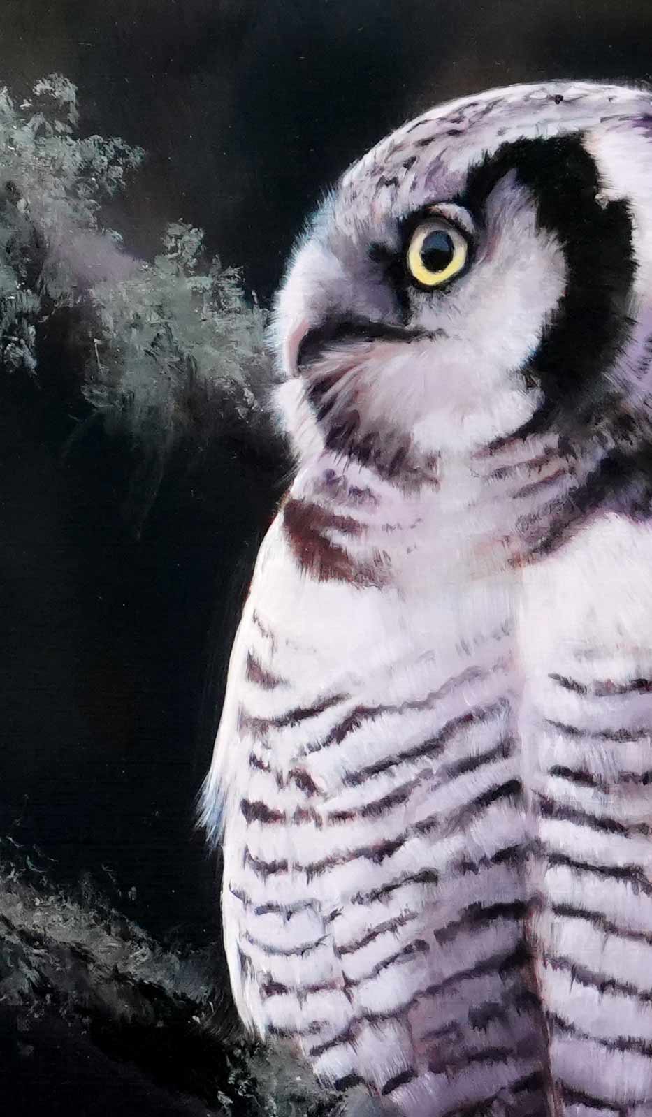 Hawk Owl Print By Bird Artist Chris Lodge