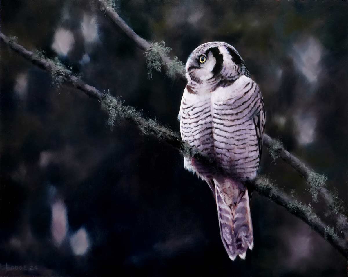 Hawk Owl Bird Print by Chris Lodge