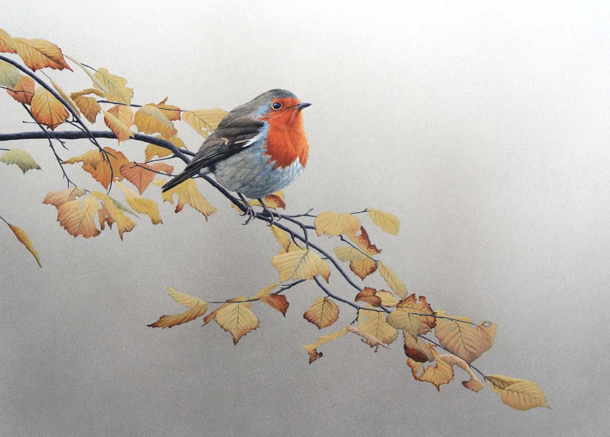 Robin in Autumn Beech Bird Print of an oil painting by bird artist Chris Lodge