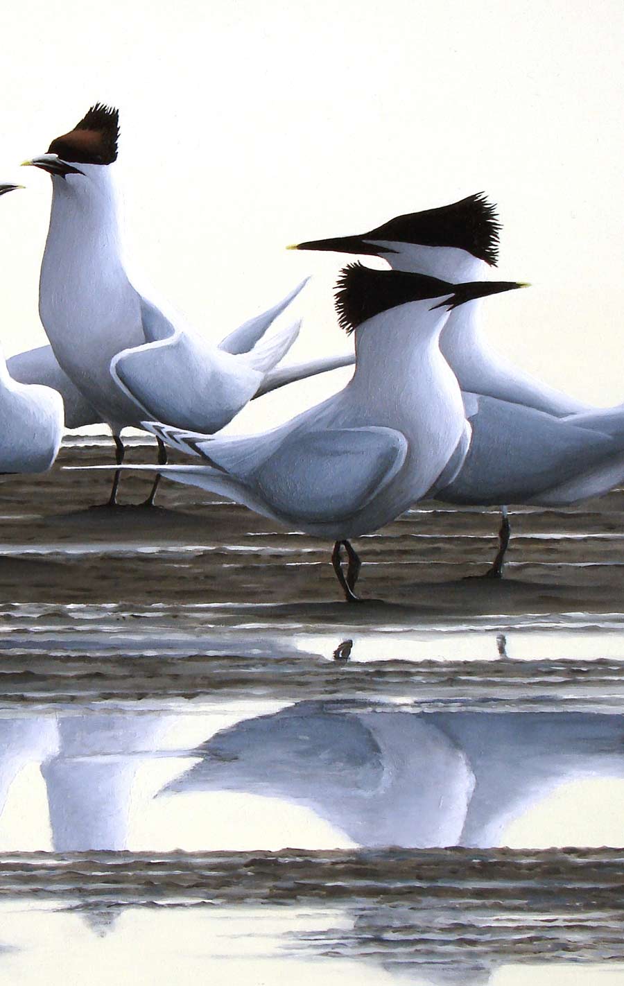Sandwich Terns 'Evening Courtship' - A Print By Bird Artist Chris Lodge