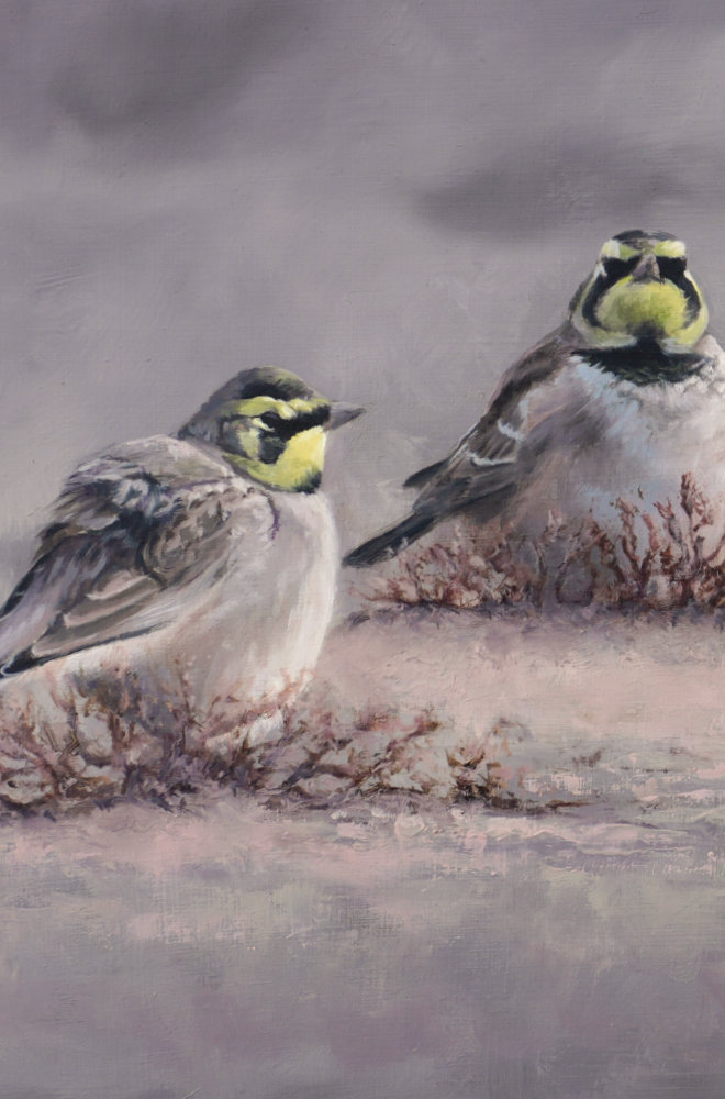 Shorelarks Bird Art Print