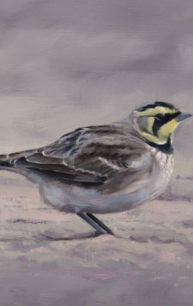 Shorelarks Bird Art Print