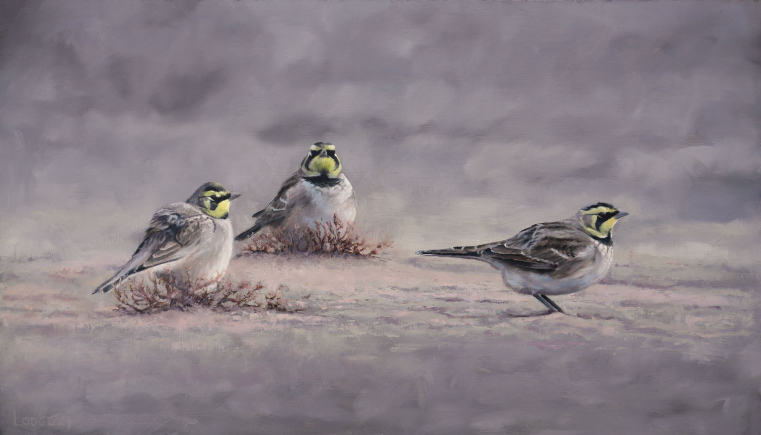 Shorelarks Bird Print by Chris Lodge