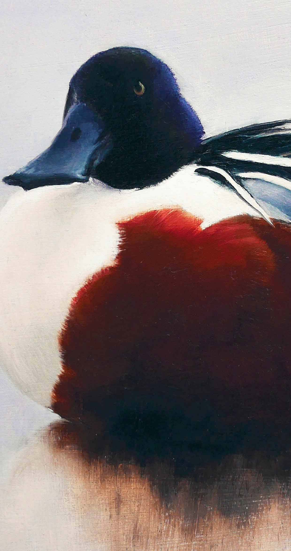 Shoveler Bird Art Print