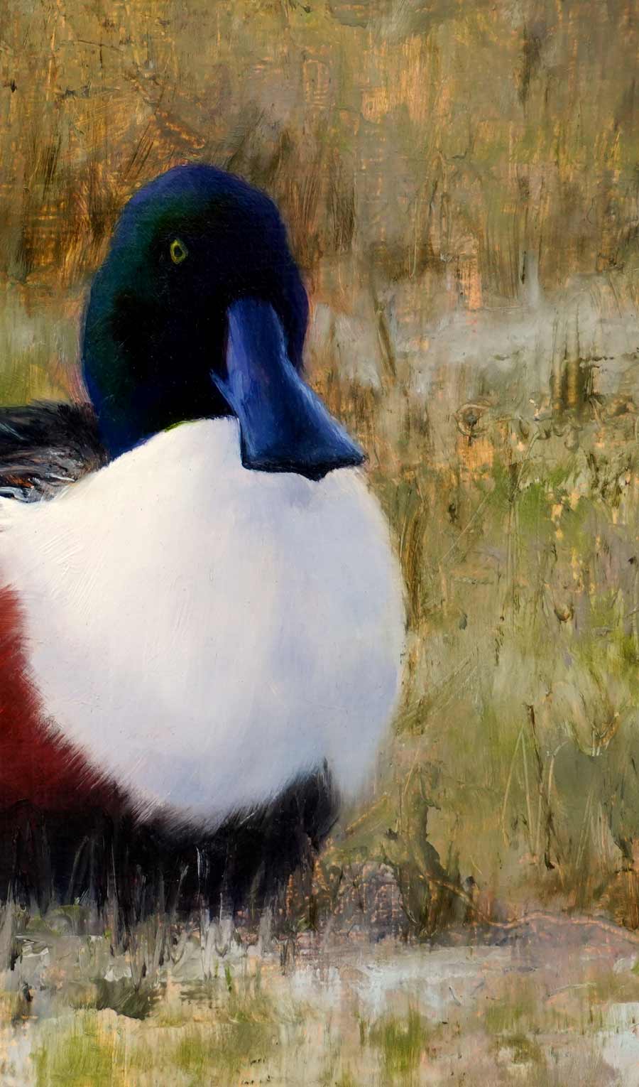Shoveler Bird Art Print