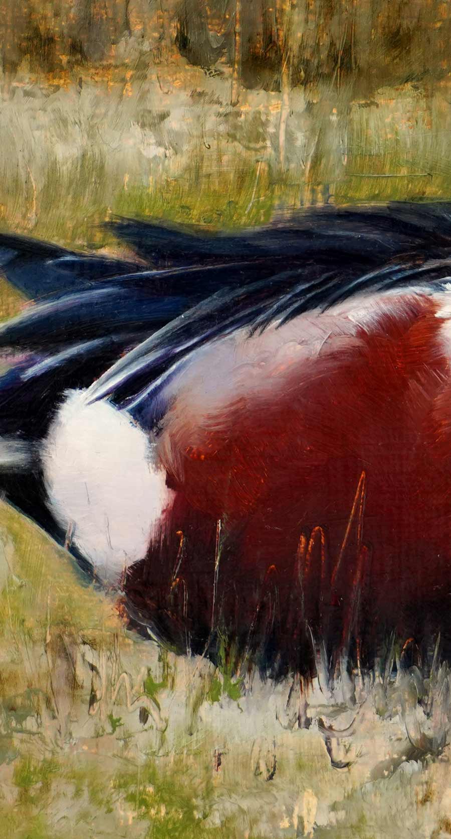 Shoveler Bird Art Print