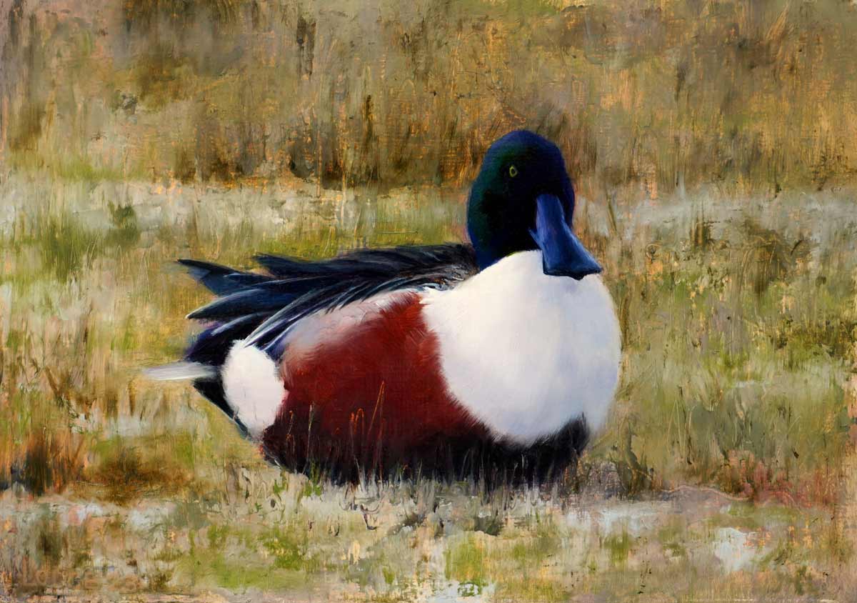 Shoveler on Marsh Bird Print by Chris Lodge