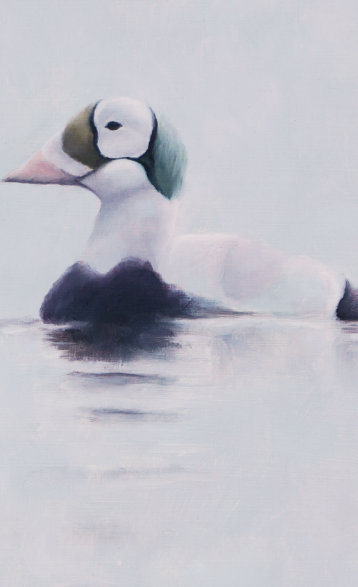 Spectacled Eider Bird Art Print