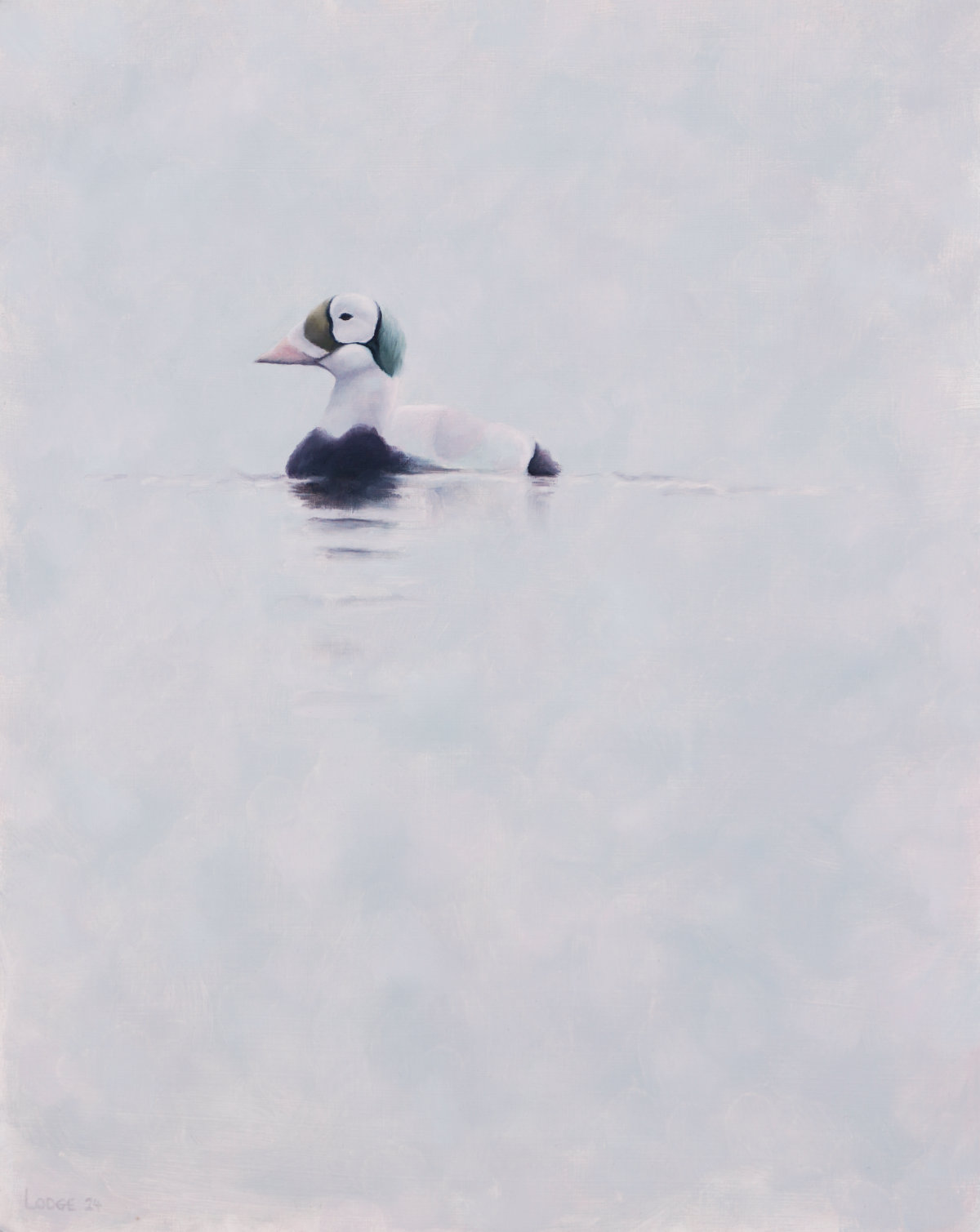 Spectacled Eider Bird Print by Chris Lodge