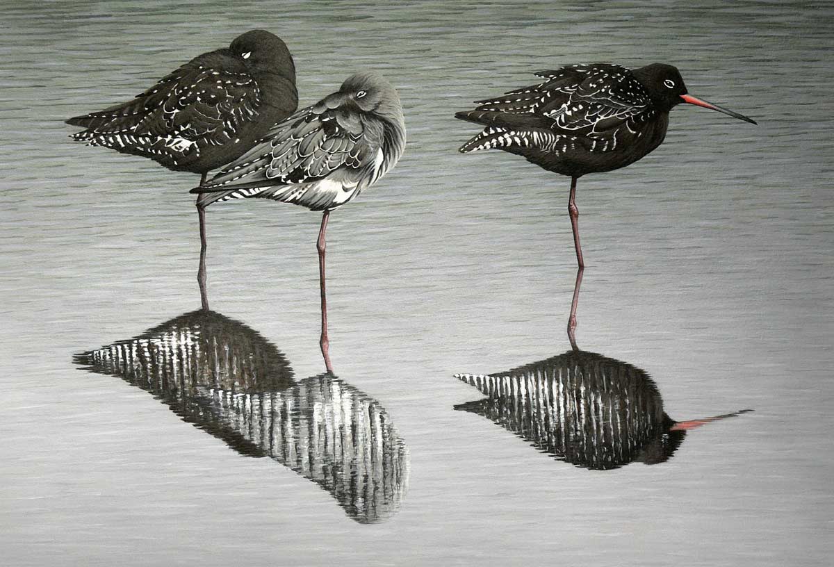 spotted redshanks Bird Print by Chris Lodge