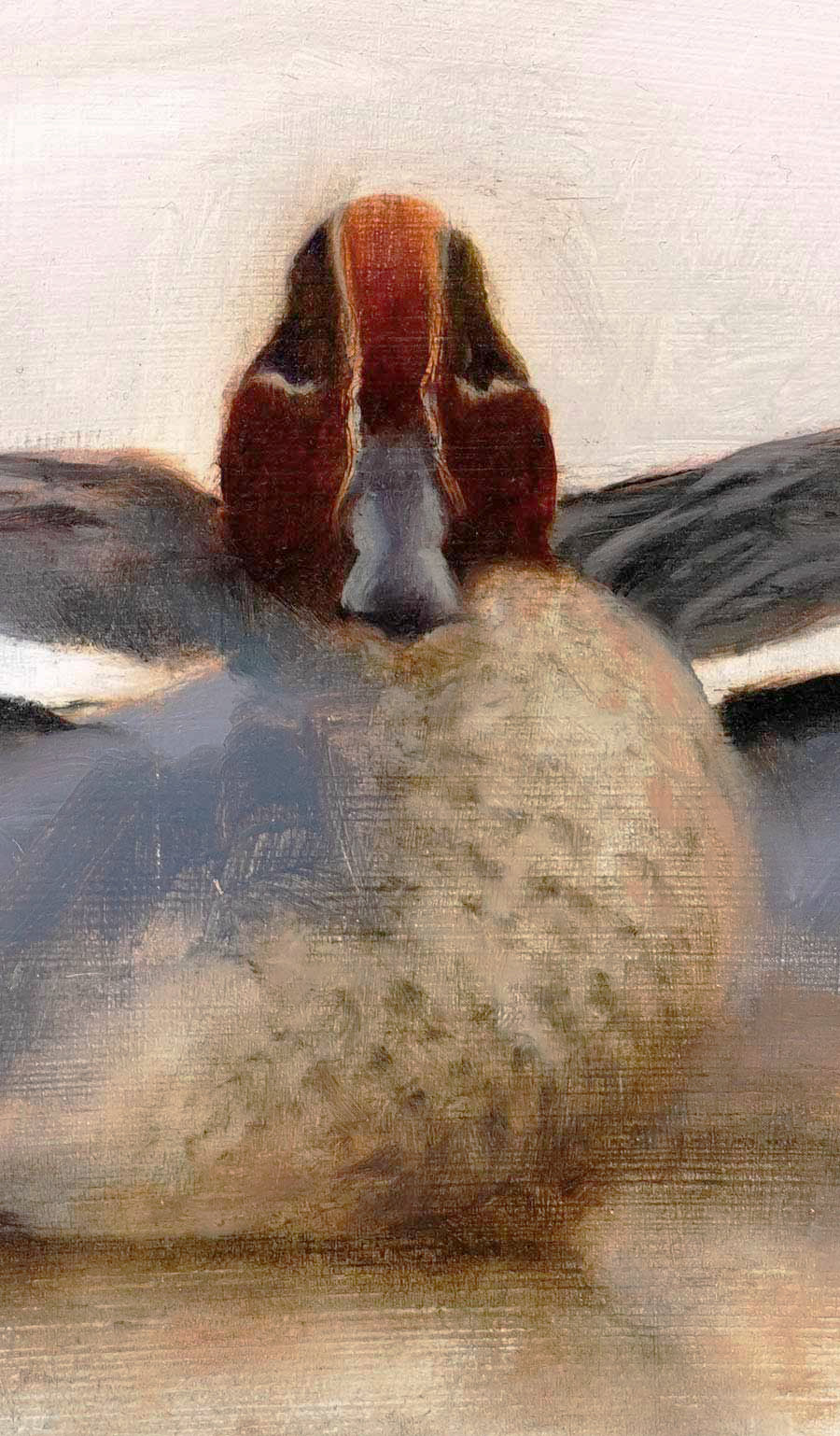wigeon Bird Art Print