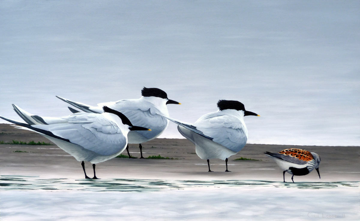 terns and dunlin Bird Print by Chris Lodge