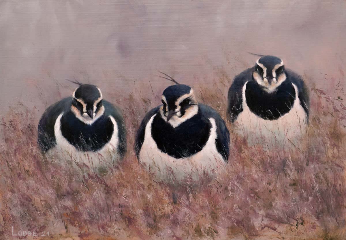 Three Lapwing Bird Print by Chris Lodge