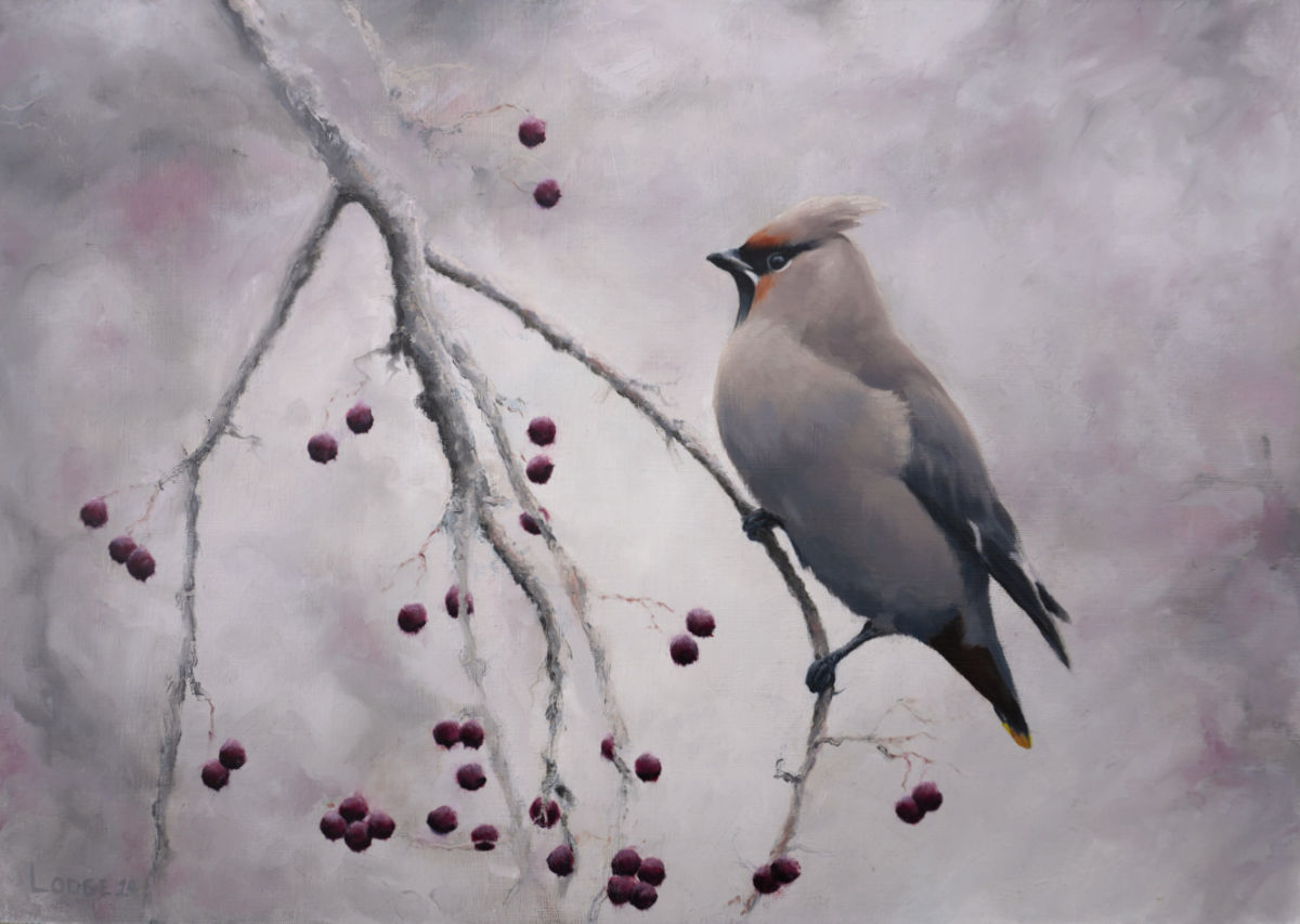 waxwing Bird Print by Chris Lodge