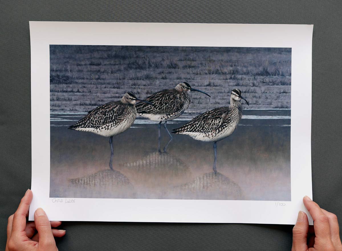 Whimbrels Bird Art Print