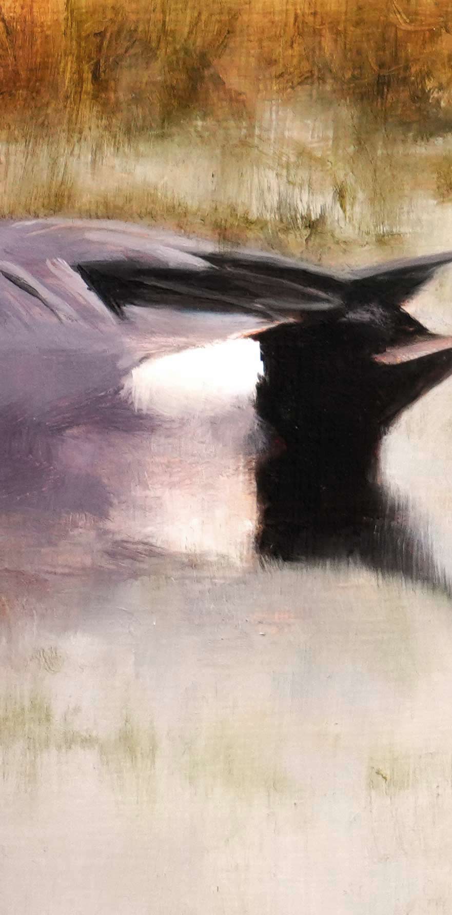 wigeon Bird Art Print