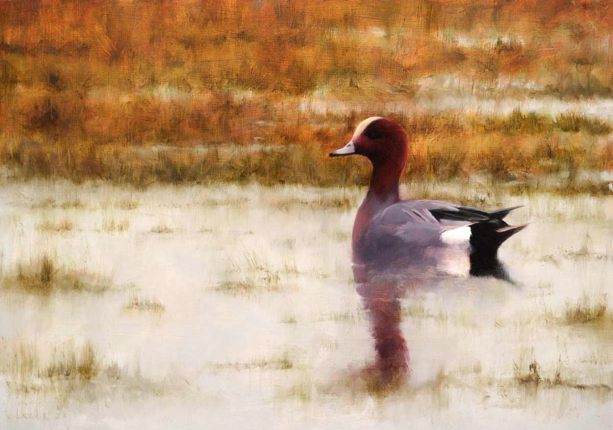 Wigeon Bird Print by Chris Lodge